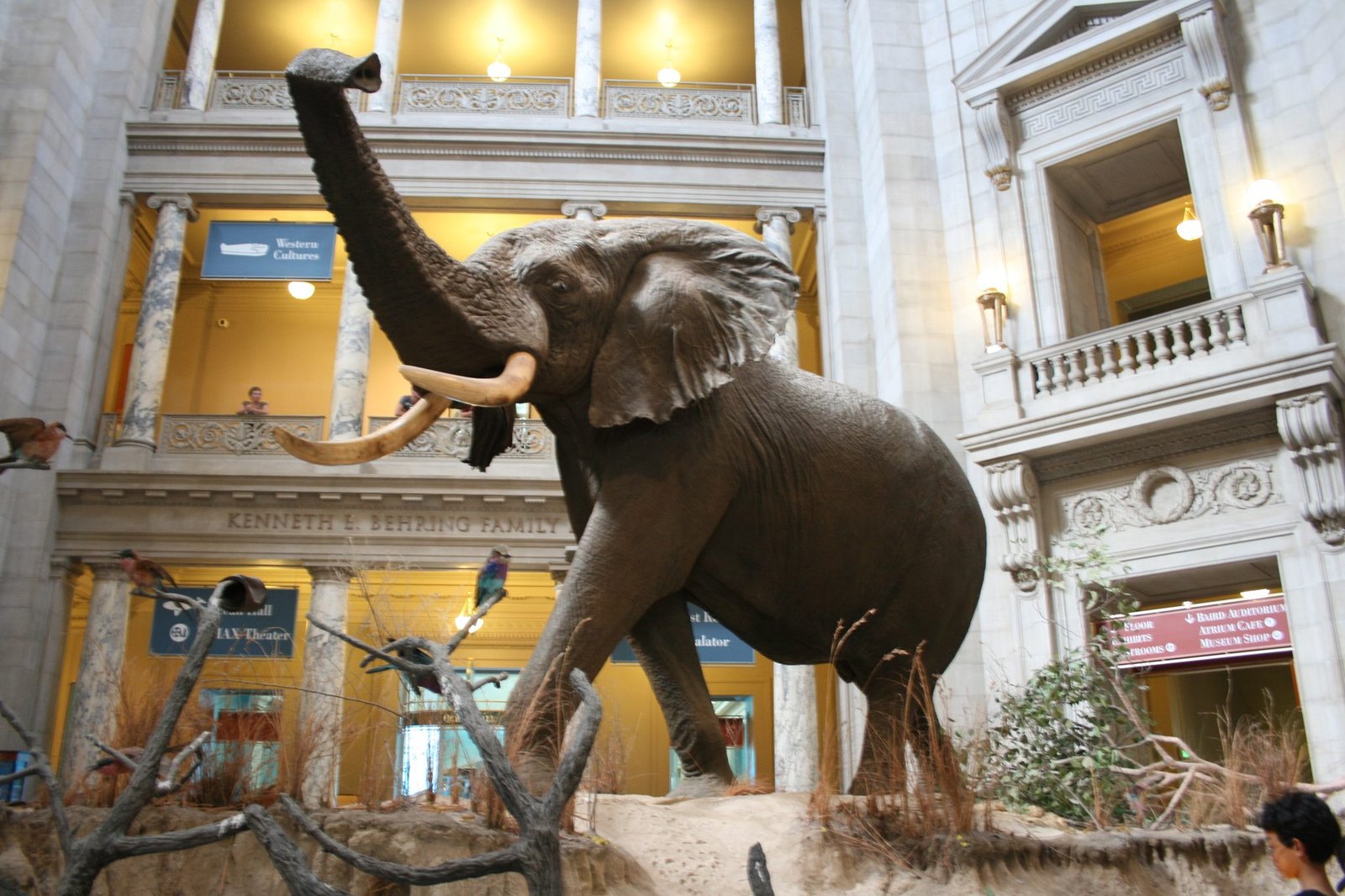 The rotunda of the Smithsonian National Museum of Natural History, a free museum in Washington DC