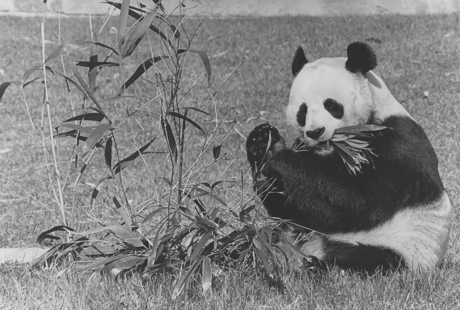 A giant panda at the Smithsonian National Zoo in Washington DC, which is free to visit
